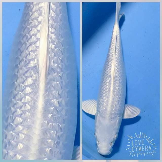 Platinum gindrin 37cm