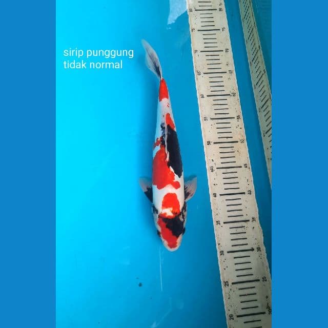 showa doitsu 40cm Male
