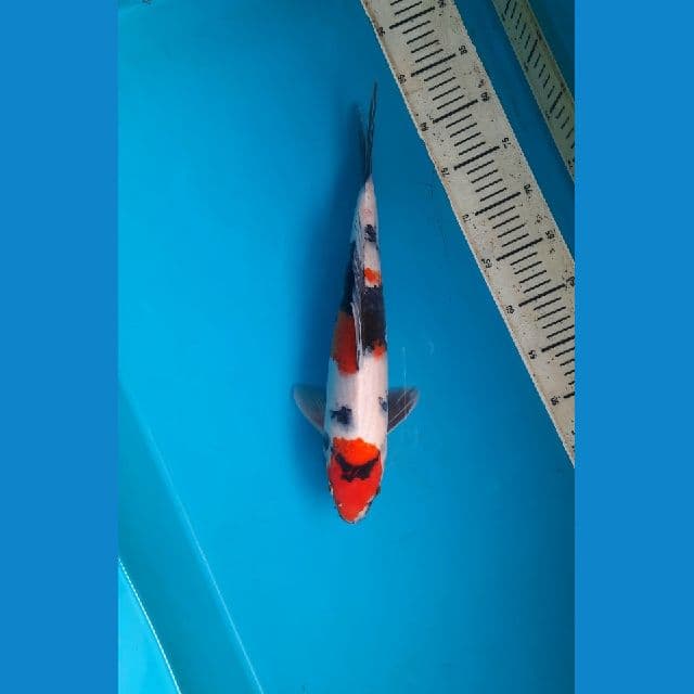 Maruten showa 35cm Male