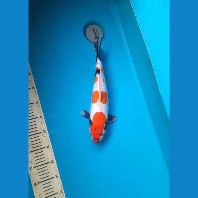 Tategoi showa doitsu 37cm Male