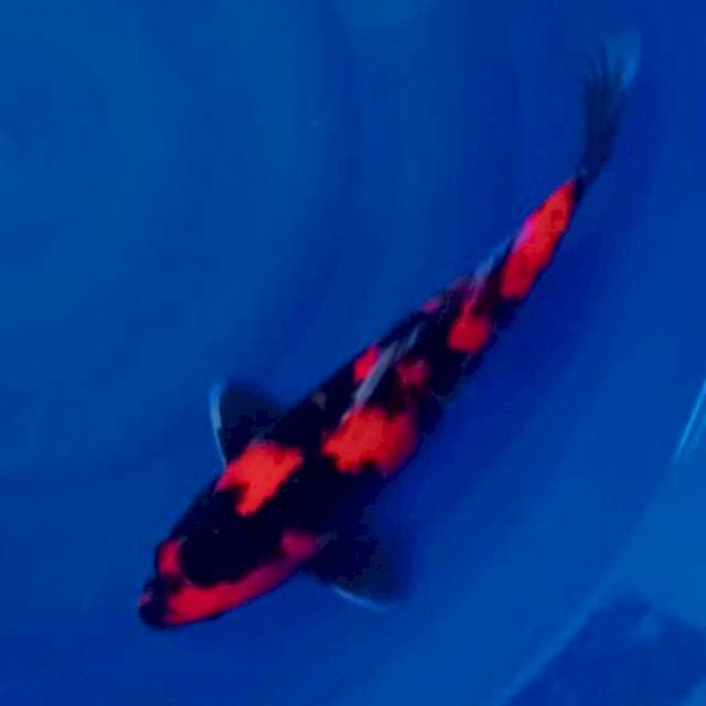 Hi showa strong F1 betina 36cm