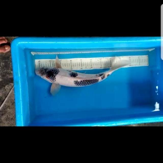 Goromo tategoi..jumbo