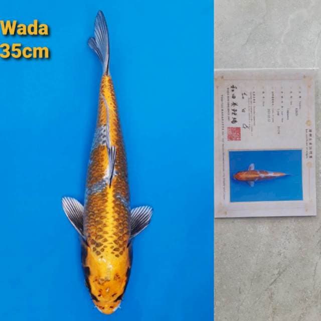 Wada Kirin 35cm Serti ANTIK RARE!!!