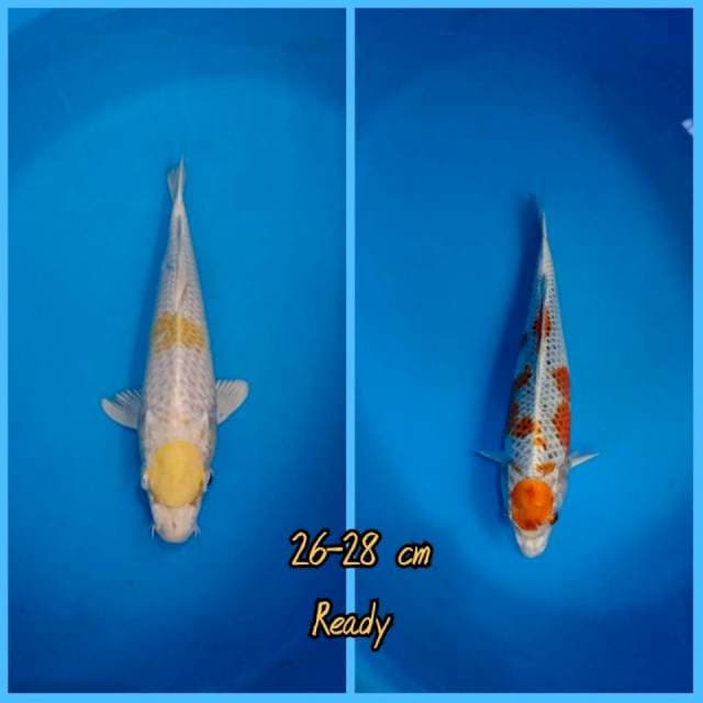 Tc Hariwake & tc kujaku cut KERING