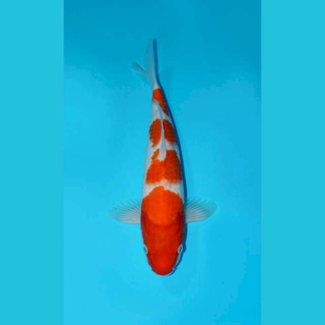 KOHAKU, MALE 33CM