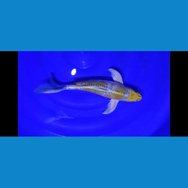 kumpay banana