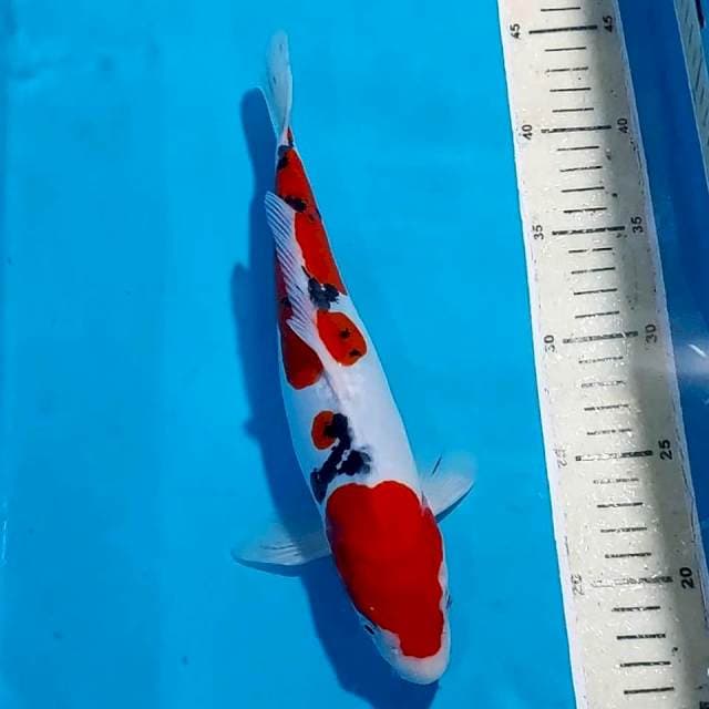 SANKE DOITSU 28 CM