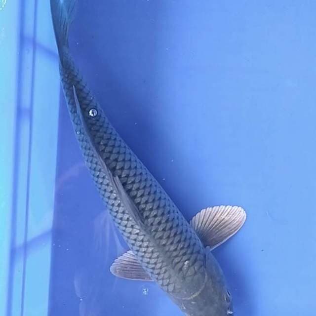 Soragoi 32 cm