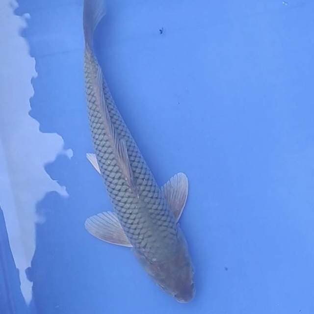 Soragoi 34 cm