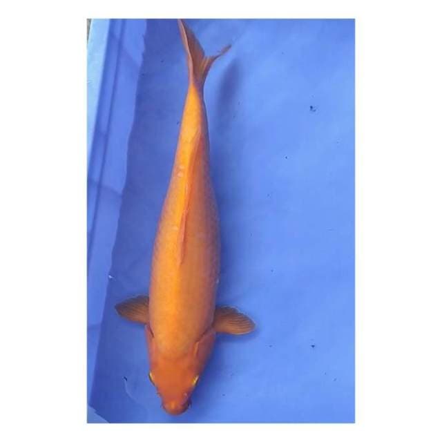 Karasi 39 cm