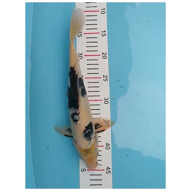Shiro 35 cm