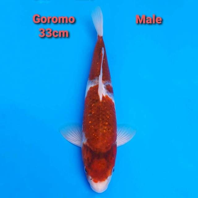 Ai Gkromo 33cm Male