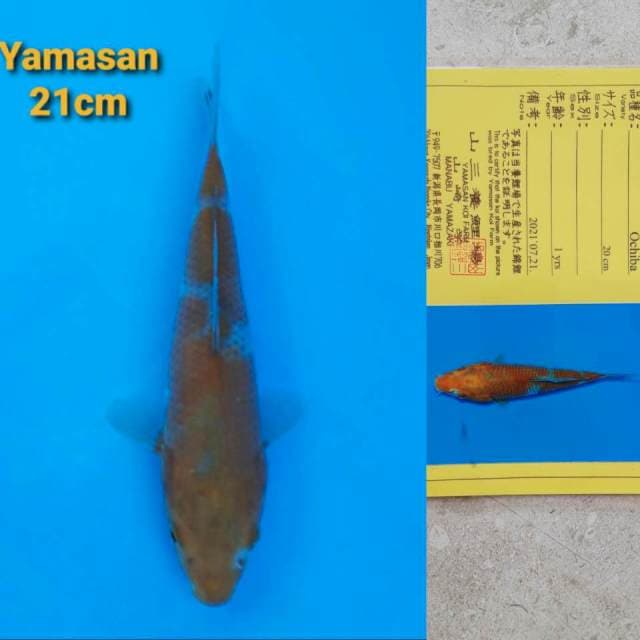 Yamasan Ochiba Serti