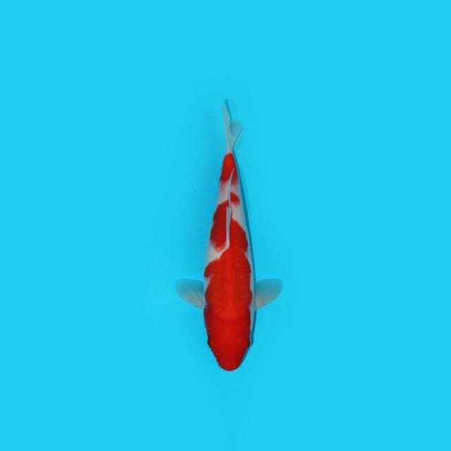 KOHAKU