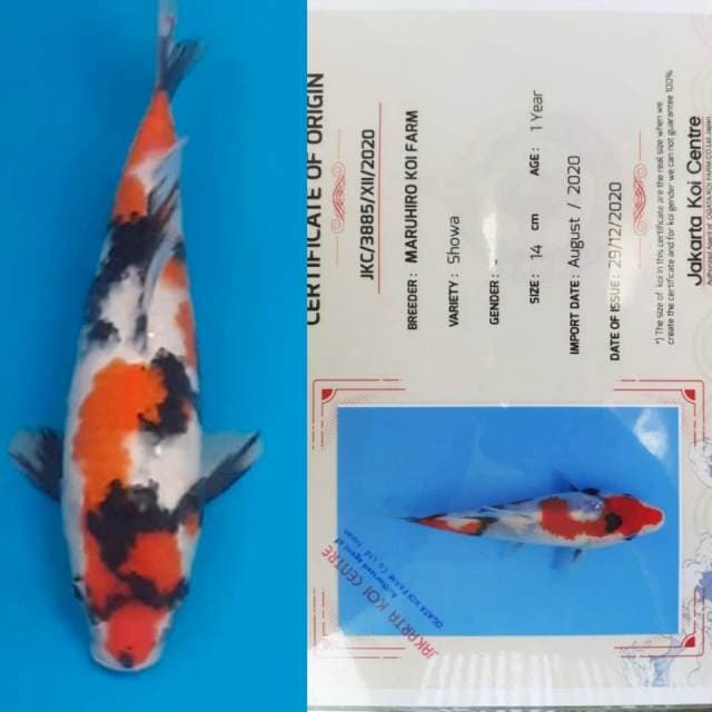 showa sanshoku "Maruhiro koi farm" 30bu