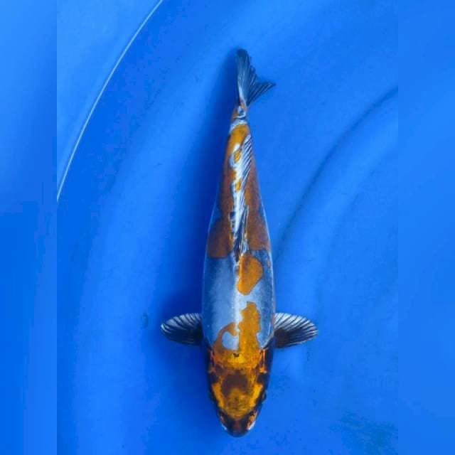 Benikinkiko , 40cm