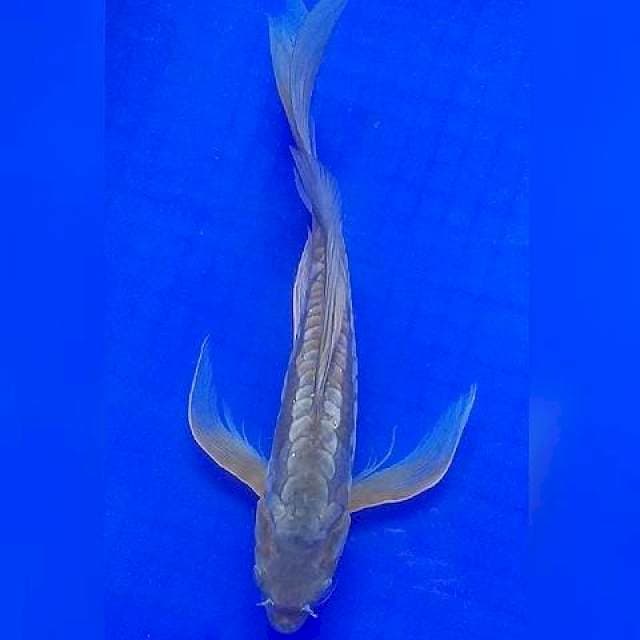 Kumpay ochiba 31cm