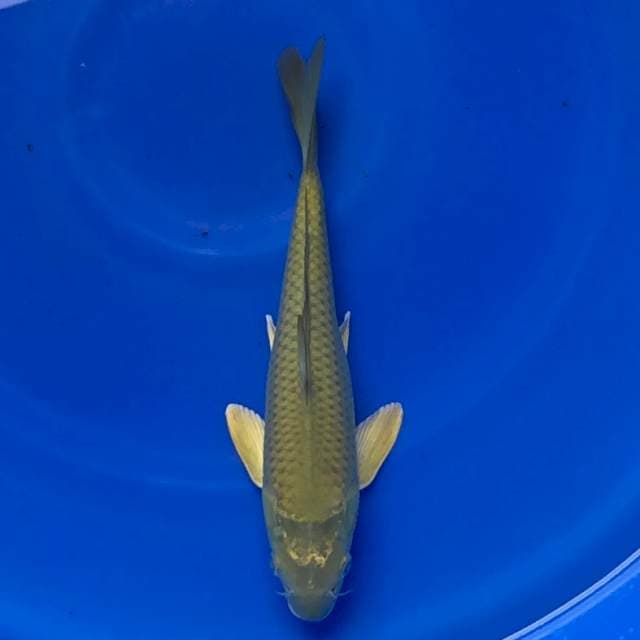 Midori