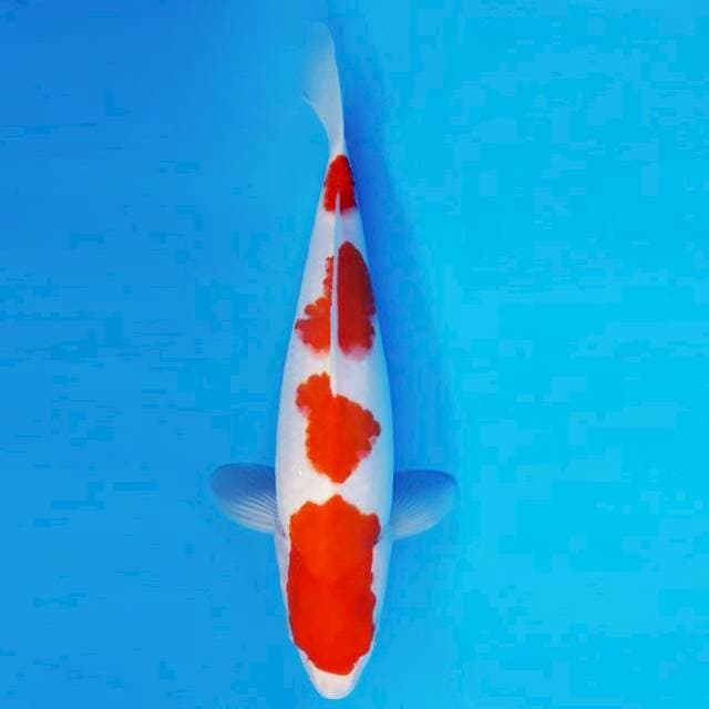 ASOKA 1 ~ KOHAKU ™