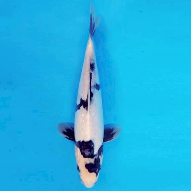 ASOKA 5 ~ SHIRO EVOLUTION ™