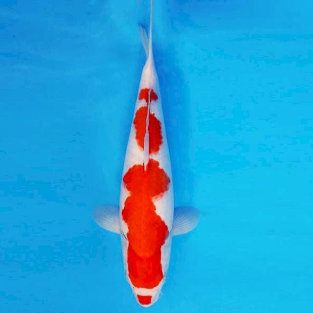 ASOKA 8 ~ KOHAKU ™