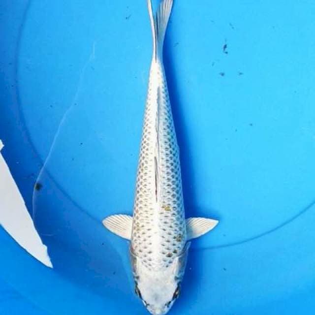 Matshuba 33 cm