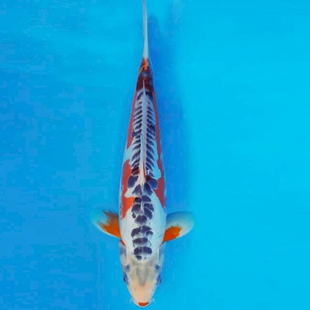 SHUSUI 11 ~ SHUSUI ™