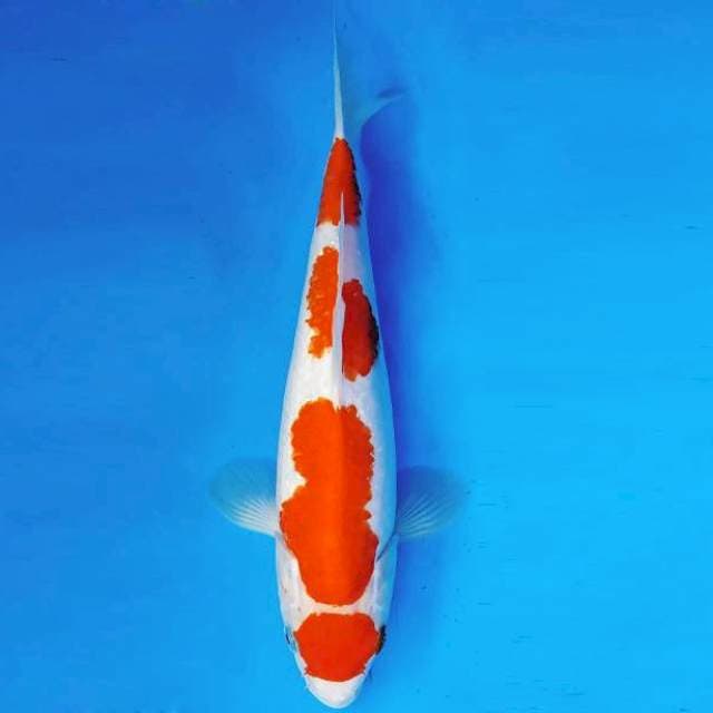 ASOKA 16 ~ MARUTEN KOHAKU ™