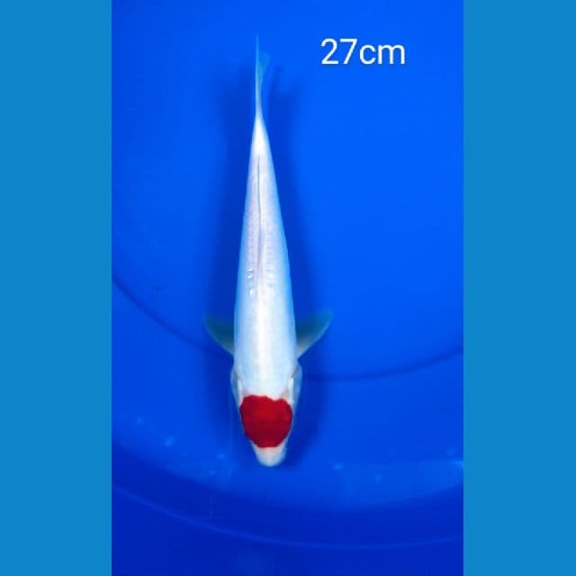 Tancho 27cm jantan