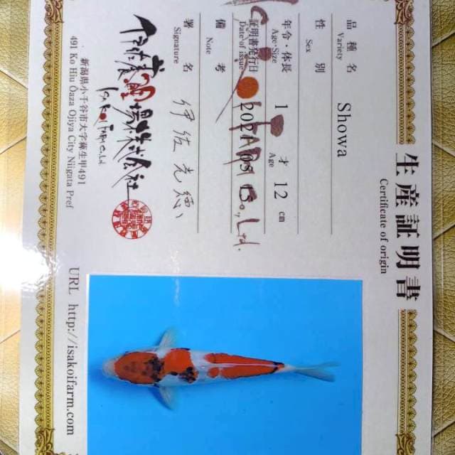 Showa tategoi import 28 cm