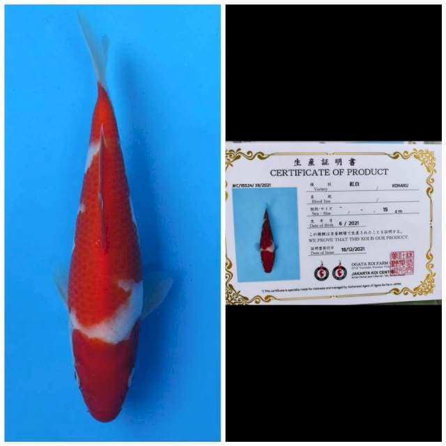 Ogata Kohaku