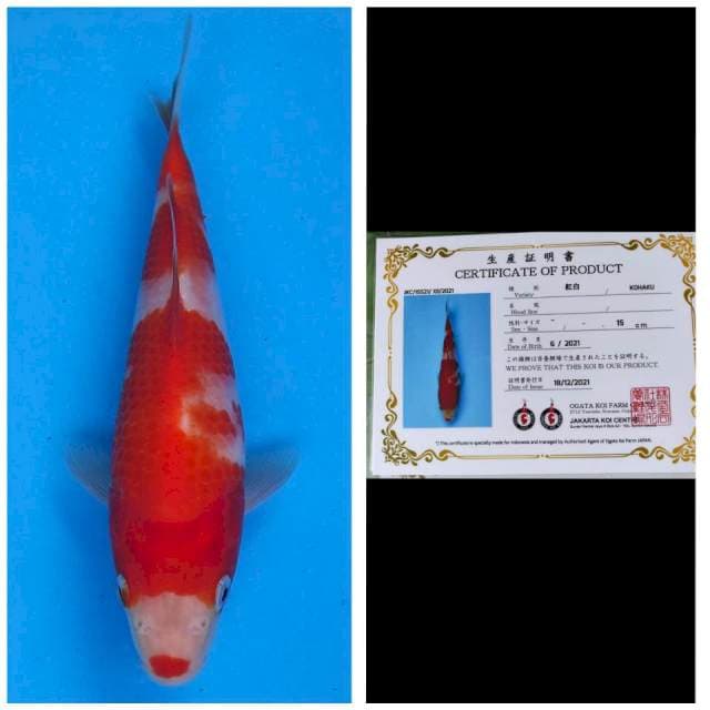 Ogata Kohaku