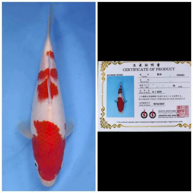 Ogata Kohaku