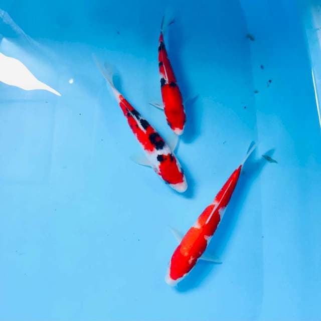 Mix koi, 20BU