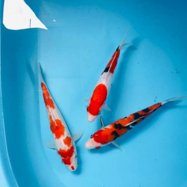 Mix Koi, 20BU