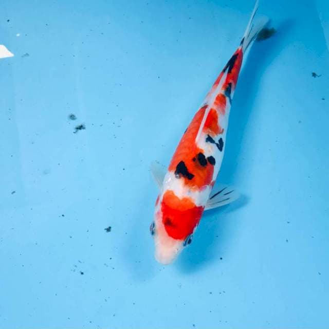 Sanke Doitsu, 22 cm