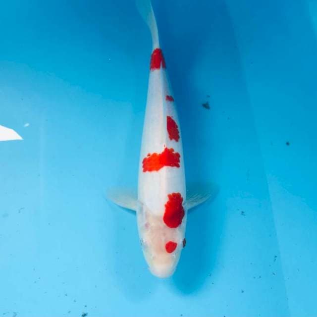 Kohaku Sakura, 29 cm