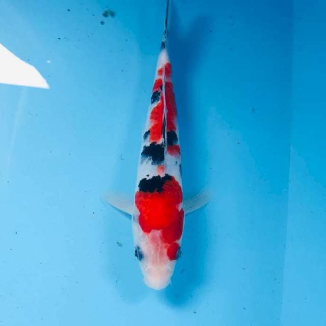 Sanke, 23 cm