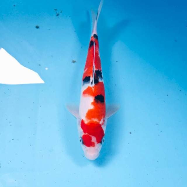 Sanke, 20 cm