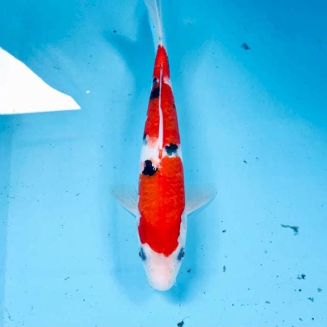 Sanke, 25 cm