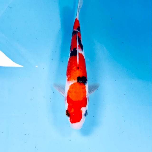 Sanke, 22 cm