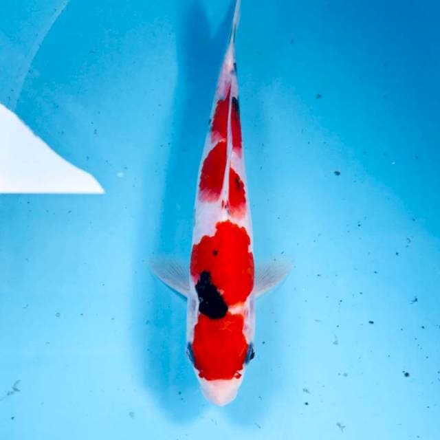Sanke, 22 cm