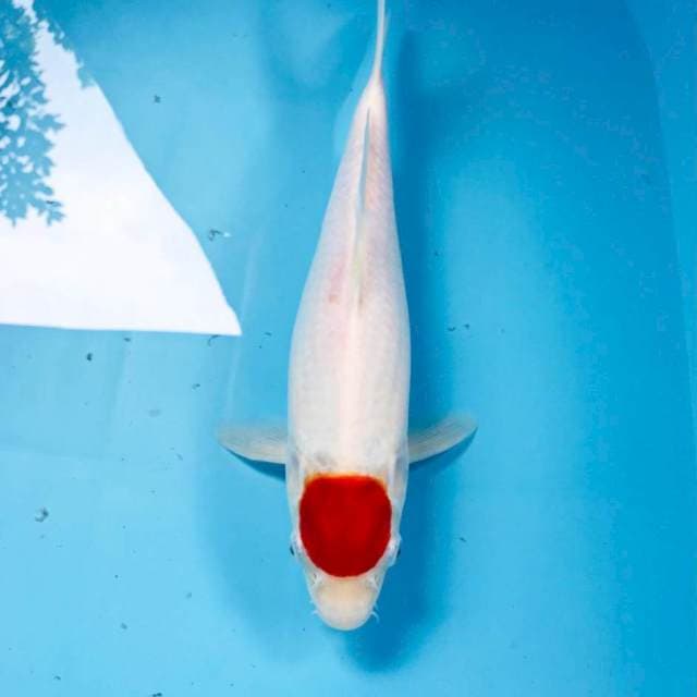 Tancho Kohaku, 33 cm