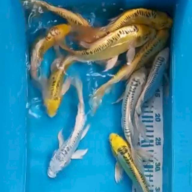 Paket Kumpay 10ekor 22-25cm
