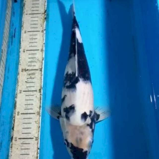 Shiro 38cm