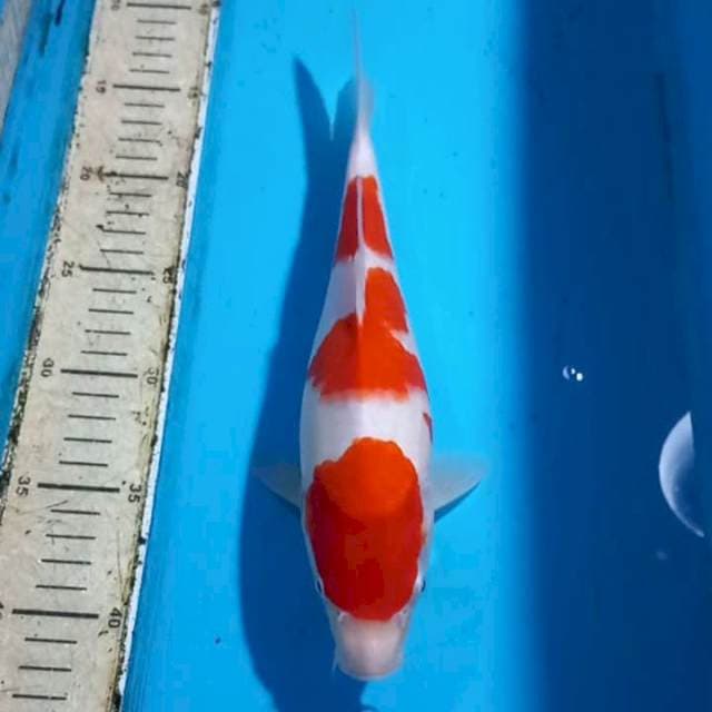 Kohaku 30cm