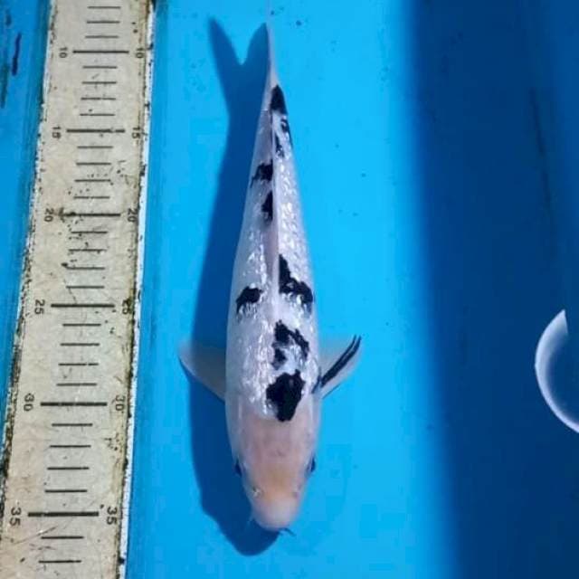 Bekko Ginrin 27cm