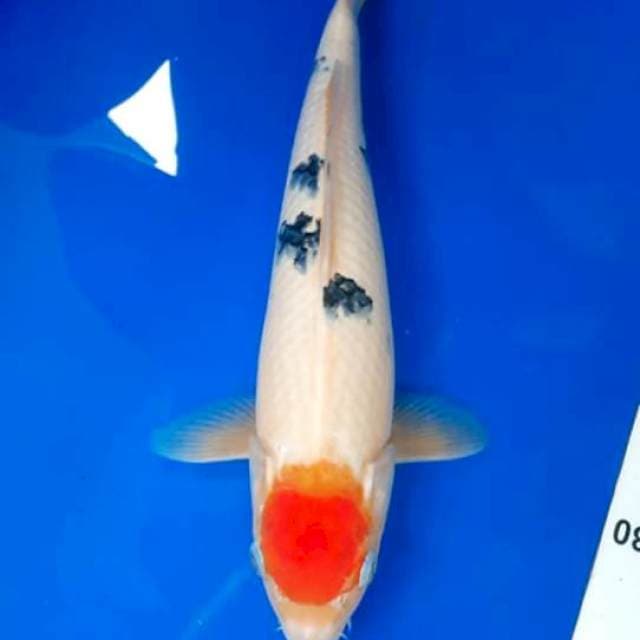 tc. sanke 31cm