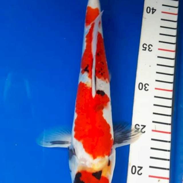 Showa 29cm