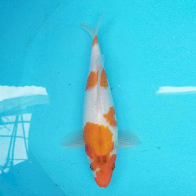 Kohaku 22 cm
